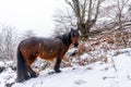 Wild horse next to deciduous beech trees covered by snow in the forest of Mount Aizkorri in Gipuzkoa