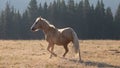 Wild Horse Palomino stallion running in the Pryor Mountains Wild Horse Range in Wyoming USA Royalty Free Stock Photo