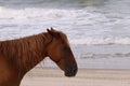 Horse profile on Corolla beach a Royalty Free Stock Photo