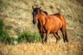 Wild horse on pasture at sunrise Royalty Free Stock Photo