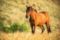 Wild horse on pasture at sunrise Royalty Free Stock Photo