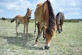 Wild horse in the Danube Delta Royalty Free Stock Photo