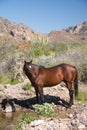 Wild Horse at Pool