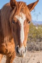 Wild Horse Portrait in the Arizona Desert Royalty Free Stock Photo