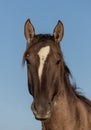 Wild Horse Portrait in the Utah Desert Royalty Free Stock Photo