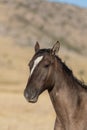 Wild Horse Portrait in Autumn Royalty Free Stock Photo