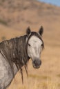 Wild Horse Portrait in Autumn Royalty Free Stock Photo