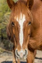 Wild Horse Portrait Royalty Free Stock Photo