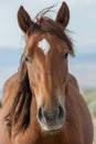 Wild Horse Portrait in Colorado Royalty Free Stock Photo