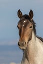 Wild Horse Portrait in the Colorado High Desert Royalty Free Stock Photo