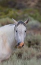 Wild Horse Portrait in Colorado in Summer Royalty Free Stock Photo