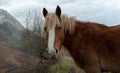 Wild Horse Portrait Royalty Free Stock Photo