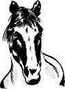 Wild horse portrait illustration