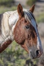 Wild Horse Portrait in Sand Wash Basin Colorado Royalty Free Stock Photo