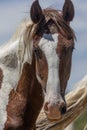 Wild Horse Portrait in Colorado Royalty Free Stock Photo