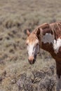 Wild Horse Portrait in Summer Royalty Free Stock Photo