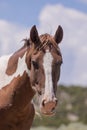 Wild Horse Portrait in Summer Royalty Free Stock Photo
