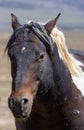 Wild Horse Portrait in the Utah Desert Royalty Free Stock Photo