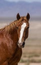 Wild Horse Portrait in the Utah Desert Royalty Free Stock Photo