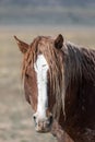 Wild Horse Portrait in the Utah Desert Royalty Free Stock Photo