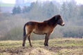 Wild horse posing in front of camera