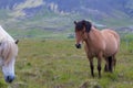 wild horse on the prairie in freedom