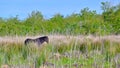 Wild Horse Royalty Free Stock Photo