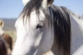 wild horse on the prairie