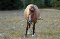 Wild Horse - Pregnant Buckskin Bay mare walking at evening in the Pryor Mountains Wild Horse Range in Montana USA Royalty Free Stock Photo