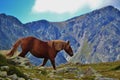 Wild horse in the Pyrenees Mountains in Andorra Royalty Free Stock Photo