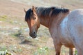 Wild Horse - Red Roan Stallion looking back in the Pryor Mountains Wild Horse Range in Montana USA Royalty Free Stock Photo
