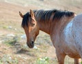 Wild Horse - Red Roan Stallion looking back in the Pryor Mountains Wild Horse Range in Montana USA Royalty Free Stock Photo