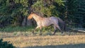 Wild Horse Red Roan Stallion trotting in the Pryor Mountains Wild Horse Range on the Montana Wyoming border in the USA