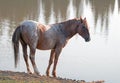 Wild Horse - Red Roan Stallion at the waterhole in the Pryor Mountains Wild Horse Range in Montana U