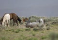 Wild horse rolling in dirt Royalty Free Stock Photo