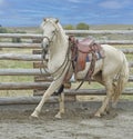 Saddled horse in round pen