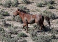 Wild Horse running in desert Royalty Free Stock Photo