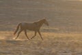 Wild Horse Running in the Desert Royalty Free Stock Photo