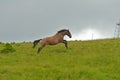 Wild horse running and jumping Royalty Free Stock Photo