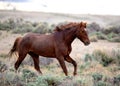 Wild horse running in northern Colorado Royalty Free Stock Photo