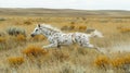 White Horse Running in a Field Royalty Free Stock Photo