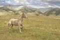 Wild horse running on range Royalty Free Stock Photo