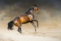 Wild horse runs gallop in dust desert Royalty Free Stock Photo