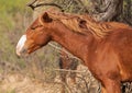 Wild Horse of the Salt River, Arizona Royalty Free Stock Photo