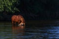 Wild Horse on the Salt River