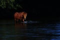 Wild Horse on the Salt River