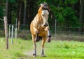 Wild horse on a sandy track