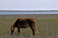 Wild Horse at Shackleford Banks Royalty Free Stock Photo