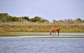 Wild Horse at Shackleford Banks Royalty Free Stock Photo