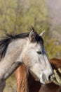 Wild Horse Side Portrait Royalty Free Stock Photo